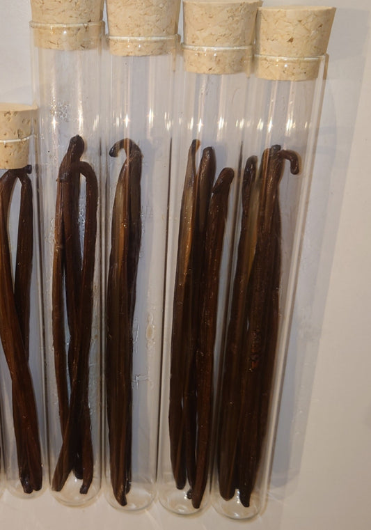 Vanilleschoten XL, 20cm